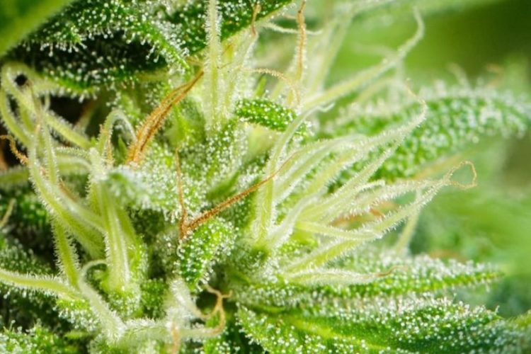 CBD Cosmetics: Trichomes contain resin glands that produce terpenes. The cannabis plant contains more than 150 types of terpenes, most terpenes are present in trace amounts.  Beyond providing cannabis with its unique bouquet of scents, terpenes also hold diverse functions in the plant and can produce a range of therapeutic and mood-altering effects in cannabis consumers. The effects appear to extend beyond feel-good benefits and stress relief. 